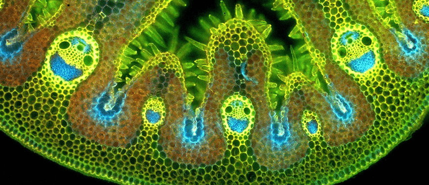 клетка марихуана под микроскопом