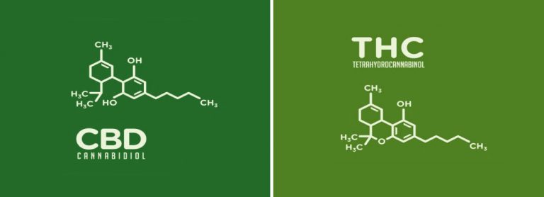 THC и CBD: что это и в чём разница THC и CBD: что это и в чём разница