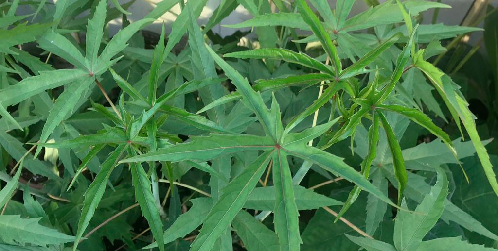 Растения аналогичные марихуане гибдд и марихуана тест