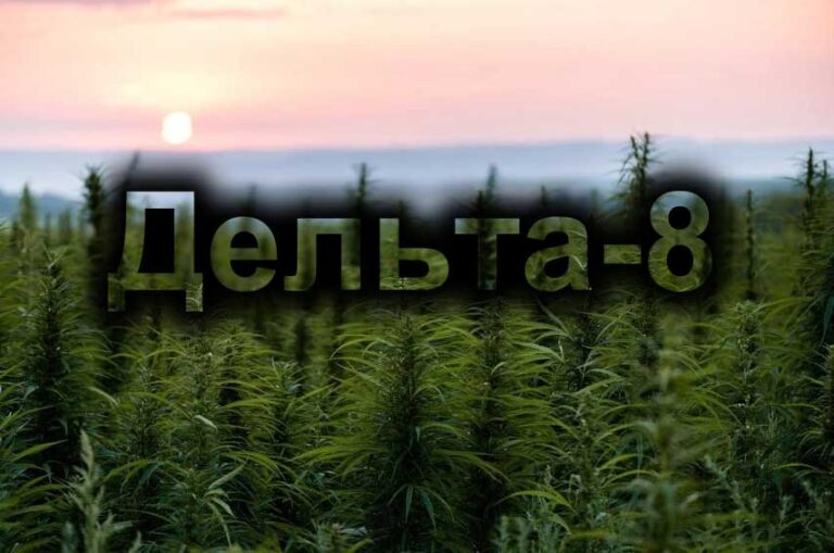 Дельта-8 ТГК: что это, чем отличается от дельта-9 и законность в 2026 году Дельта-8 ТГК: что это, чем отличается от дельта-9 и законность в 2026 году